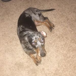 Meet your Posher, Susan